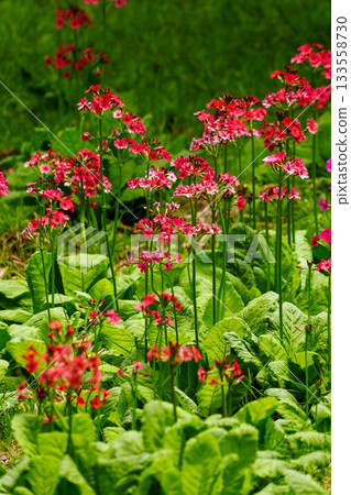 250606 Trekking at Mount Nyukasa 250606 Trekking at Mount Nyukasa 133558730