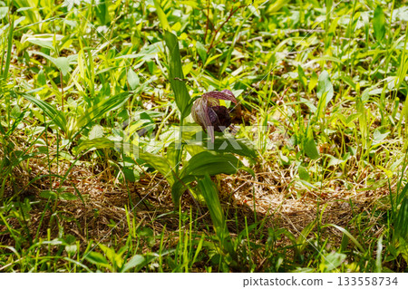 250606 入笠山徒步 133558734