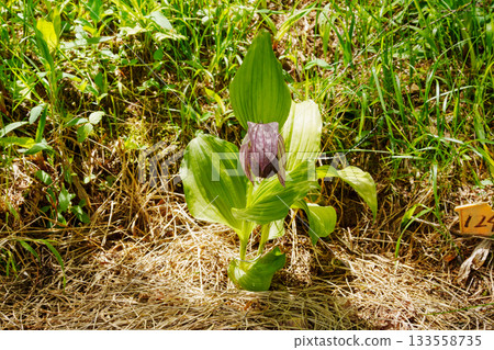 250606 入笠山徒步 133558735