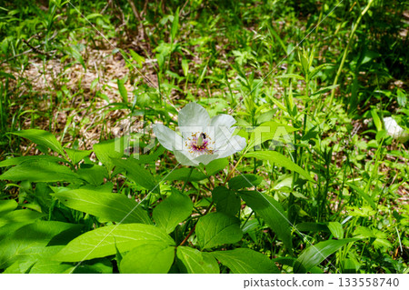 250606 入笠山徒步 133558740