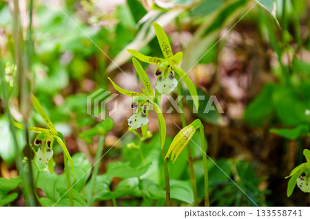 250606 入笠山徒步 250606 入笠山徒步 133558741