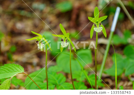 250606 Trekking at Mount Nyukasa 133558743