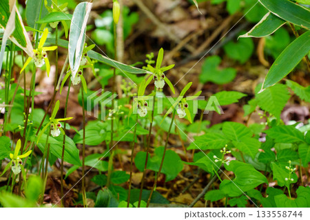 250606 入笠山徒步 133558744