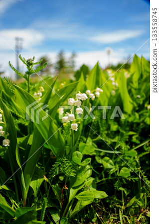 250606 入笠山徒步 250606 入笠山徒步 133558745