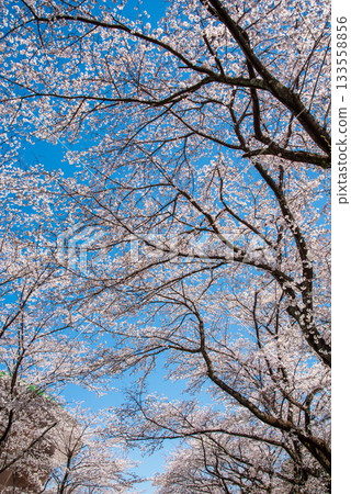 櫻花盛開，碧空如洗（岐阜縣養老公園） 133558856