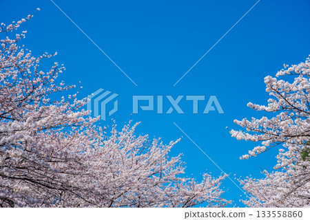 Cherry blossoms in full bloom and a refreshing blue sky (Yoro Park, Gifu Prefecture) Cherry blossoms in full bloom and a refreshing blue sky (Yoro Park, Gifu Prefecture) 133558860