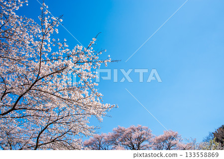Cherry blossoms in full bloom and a refreshing blue sky (Yoro Park, Gifu Prefecture) 133558869