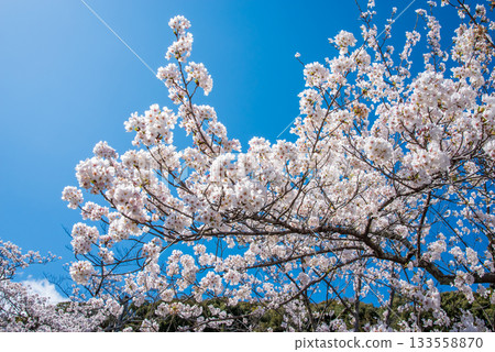 Cherry blossoms in full bloom and a refreshing blue sky (Yoro Park, Gifu Prefecture) 133558870