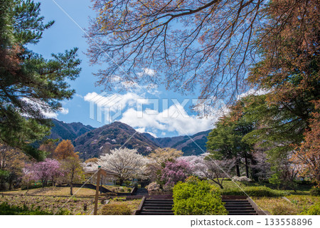 Spring cherry blossoms in full bloom at Yoro Park (Gifu Prefecture) 133558896