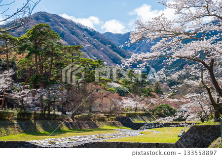 Spring cherry blossoms in full bloom at Yoro Park (Gifu Prefecture) 133558897