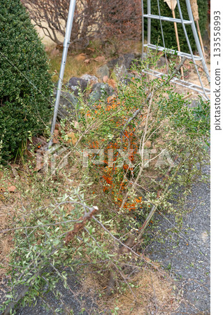 garden, master gardener, pruning 133558993