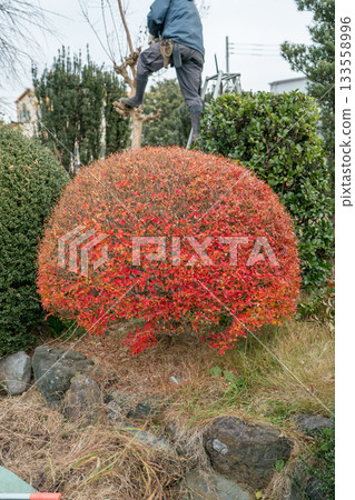 pruning, gardener, landscaper 133558996