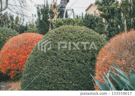 修剪 園藝 男人 133559017