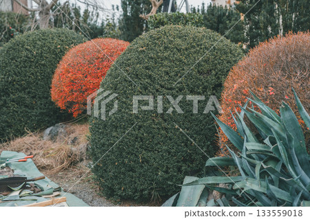 花園 院子 修剪 133559018