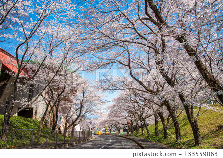 Cherry blossoms in full bloom (Yoro Park, Gifu Prefecture) 133559063