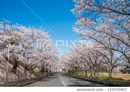 Cherry blossoms in full bloom and a refreshing blue sky (Yoro Park, Gifu Prefecture) Cherry blossoms in full bloom and a refreshing blue sky (Yoro Park, Gifu Prefecture) 133559067