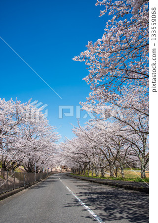 櫻花盛開，碧空如洗（岐阜縣養老公園） 133559068