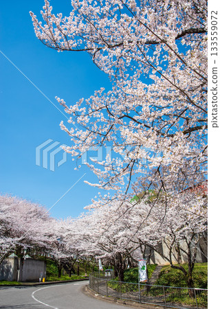 櫻花盛開，碧空如洗（岐阜縣養老公園） 133559072