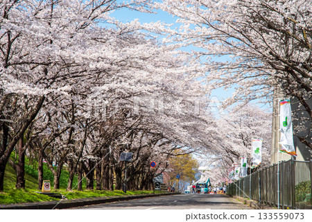 Cherry blossoms in full bloom (Yoro Park, Gifu Prefecture) 133559073