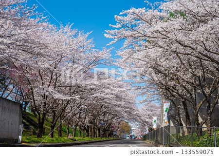 Cherry blossoms in full bloom (Yoro Park, Gifu Prefecture) 133559075