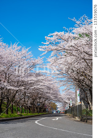 Cherry blossoms in full bloom and a refreshing blue sky (Yoro Park, Gifu Prefecture) 133559076