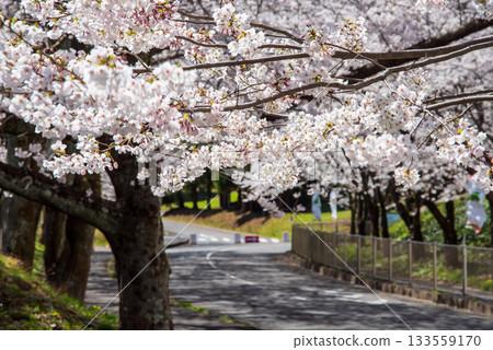 Cherry blossoms in full bloom (Yoro Park, Gifu Prefecture) 133559170