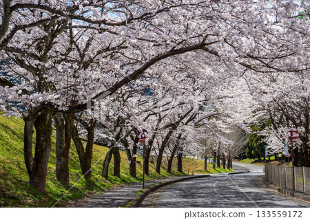 Cherry blossoms in full bloom (Yoro Park, Gifu Prefecture) Cherry blossoms in full bloom (Yoro Park, Gifu Prefecture) 133559172