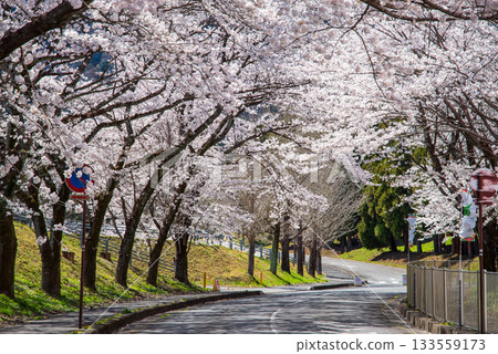 盛開的櫻花（岐阜縣養老公園） 133559173