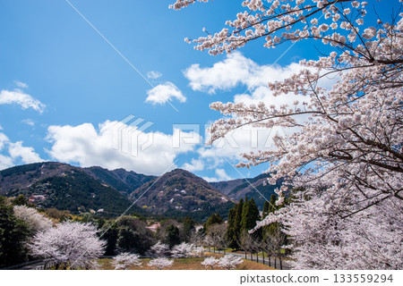 Cherry blossoms in full bloom (Yoro Park, Gifu Prefecture) 133559294
