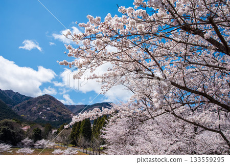 Cherry blossoms in full bloom (Yoro Park, Gifu Prefecture) Cherry blossoms in full bloom (Yoro Park, Gifu Prefecture) 133559295