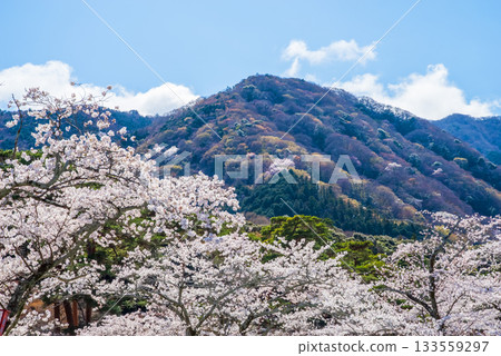 Cherry blossoms in full bloom (Yoro Park, Gifu Prefecture) Cherry blossoms in full bloom (Yoro Park, Gifu Prefecture) 133559297
