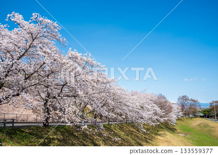 Cherry blossom trees in full bloom and a refreshing blue sky (Yoro Park, Gifu Prefecture) Cherry blossom trees in full bloom and a refreshing blue sky (Yoro Park, Gifu Prefecture) 133559377