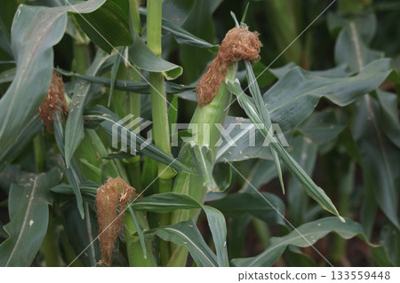 Corn in a field swaying in the wind Corn in a field swaying in the wind 133559448