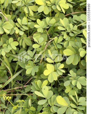 Lush green foliage with small oval shaped leaves Lush green foliage with small oval shaped leaves 133559490