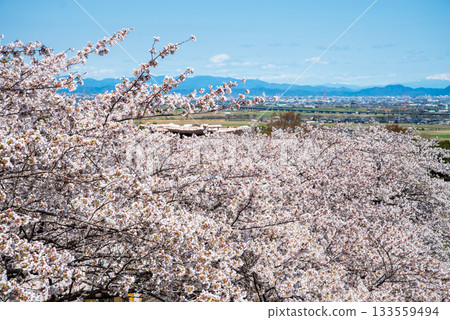 Cherry blossoms in full bloom (Yoro Park, Gifu Prefecture) 133559494