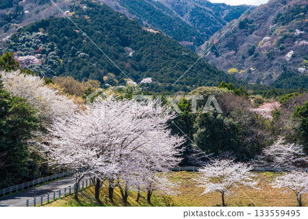 Spring in the valley: Cherry trees in full bloom (Yoro Park, Gifu Prefecture) 133559495