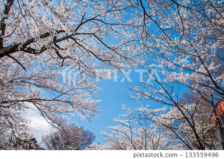Cherry blossoms in full bloom and a refreshing blue sky (Yoro Park, Gifu Prefecture) 133559496