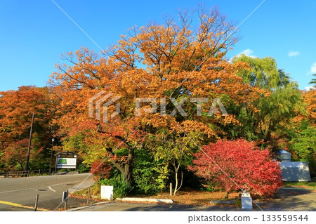 秋田市千秋公園 133559544
