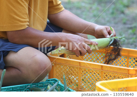 剝玉米的男人 剝玉米的男人 133559640