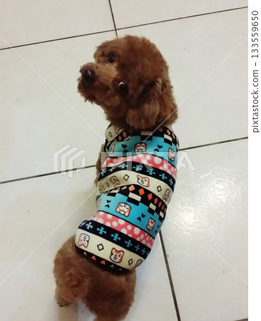 穿著彩色襯衫的棕色貴賓犬 穿著彩色襯衫的棕色貴賓犬 133559650
