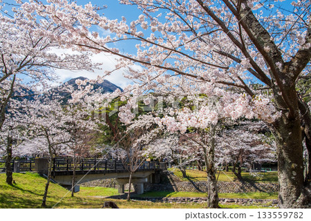 Cherry blossoms in full bloom (Yoro Park, Gifu Prefecture) Cherry blossoms in full bloom (Yoro Park, Gifu Prefecture) 133559782