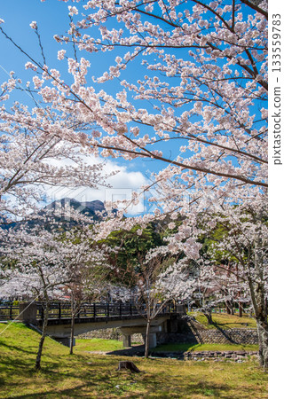 Cherry blossoms in full bloom (Yoro Park, Gifu Prefecture) Cherry blossoms in full bloom (Yoro Park, Gifu Prefecture) 133559783