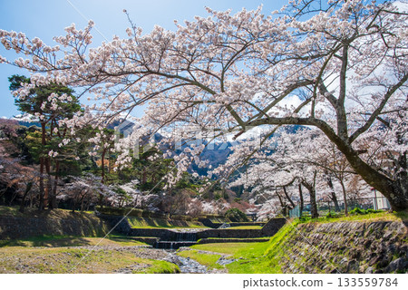 盛開的櫻花（岐阜縣養老公園） 133559784