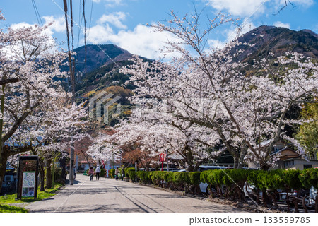 Cherry blossoms in full bloom (Yoro Park, Gifu Prefecture) Cherry blossoms in full bloom (Yoro Park, Gifu Prefecture) 133559785