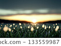 Soft sunrise glow over dewy grass with small glowing buds and distant horizon, tranquil warm light and gentle atmosphere 133559987