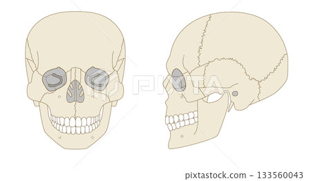 頭骨正面和側面解剖圖（用於教育和醫療用途） 133560043