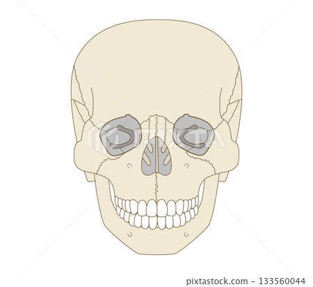 Frontal view of the skull anatomy (for educational and medical purposes) Frontal view of the skull anatomy (for educational and medical purposes) 133560044