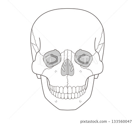 Black and white printable anatomical diagram of the skull from the front Black and white printable anatomical diagram of the skull from the front 133560047