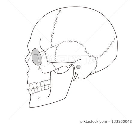 Black and white printable anatomical diagram of the skull from a side view (for educational and medical use) Black and white printable anatomical diagram of the skull from a side view (for educational and medical use) 133560048