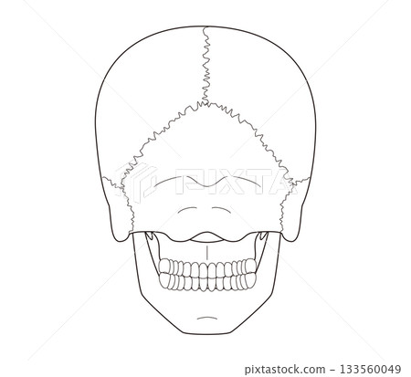 黑白可列印的頭骨後視圖解剖圖 133560049